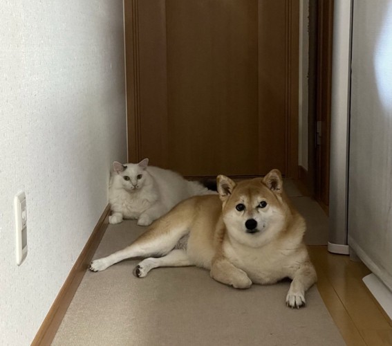 愛もビッグになりました
