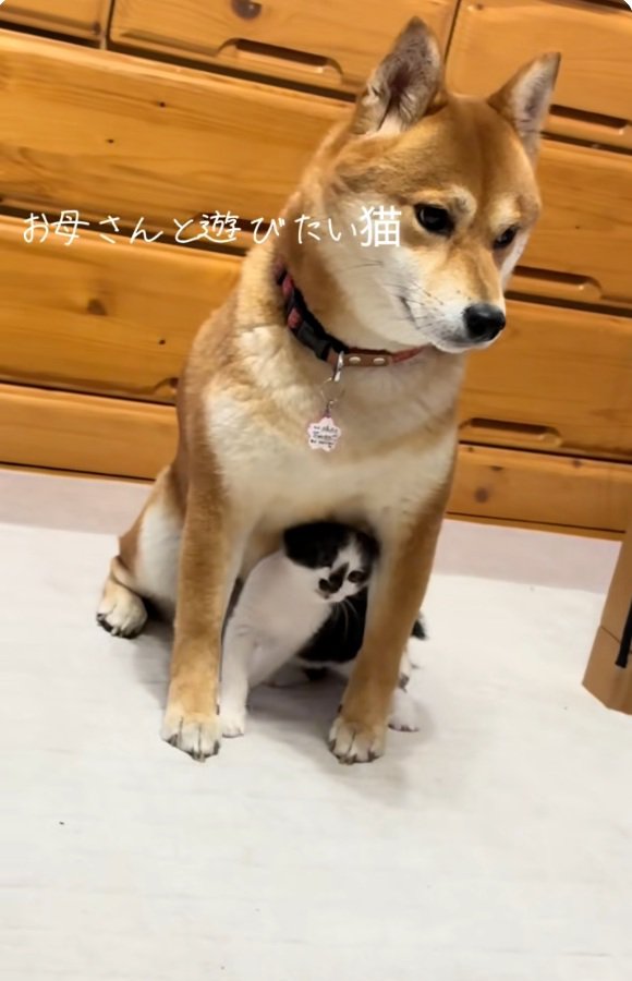 こむぎちゃんの股下にいるぱんくん