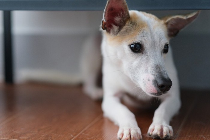 目をそらす犬