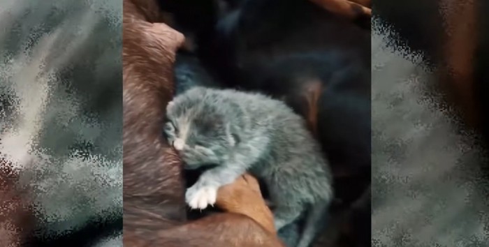 乳を飲む子猫