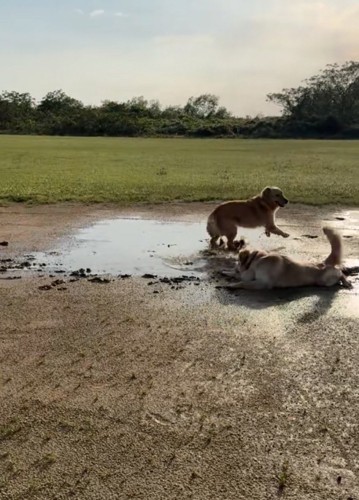 泥に飛び込んでいく大型犬