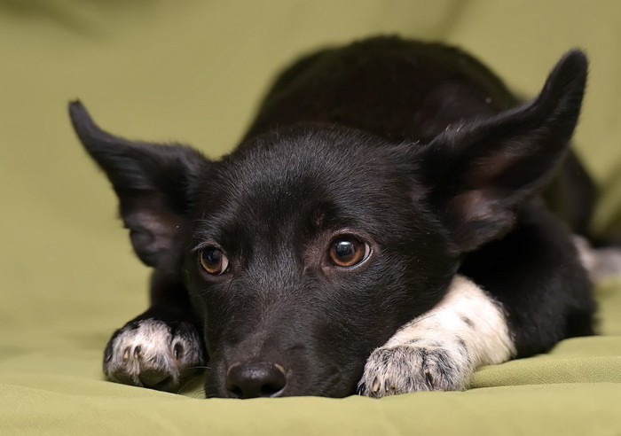 寝そべる子犬