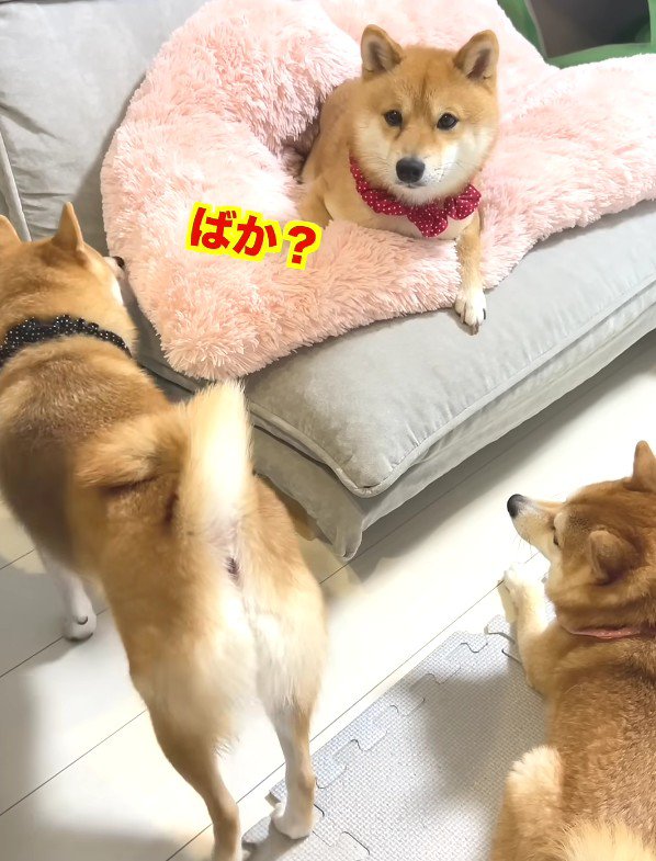 「なんで反抗するの？」