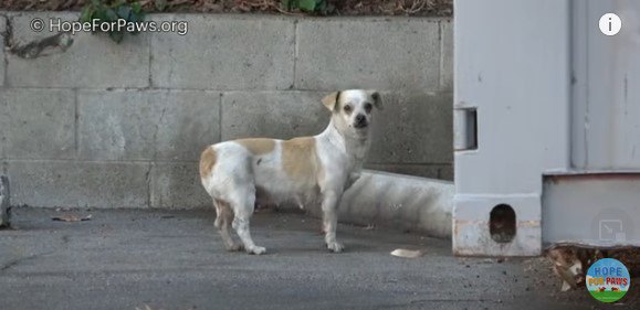 出てきた犬