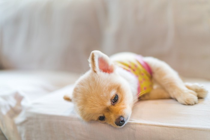 悲しそうな顔で寝そべる犬