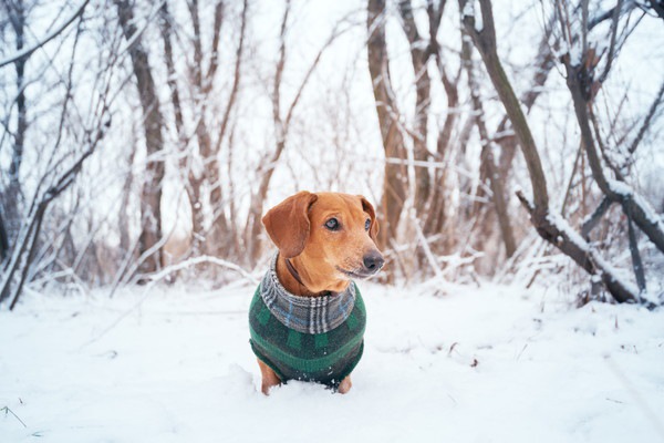 雪と犬