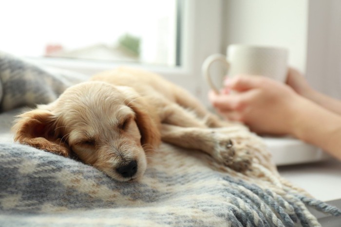 窓際の飼い主のそばで眠る子犬