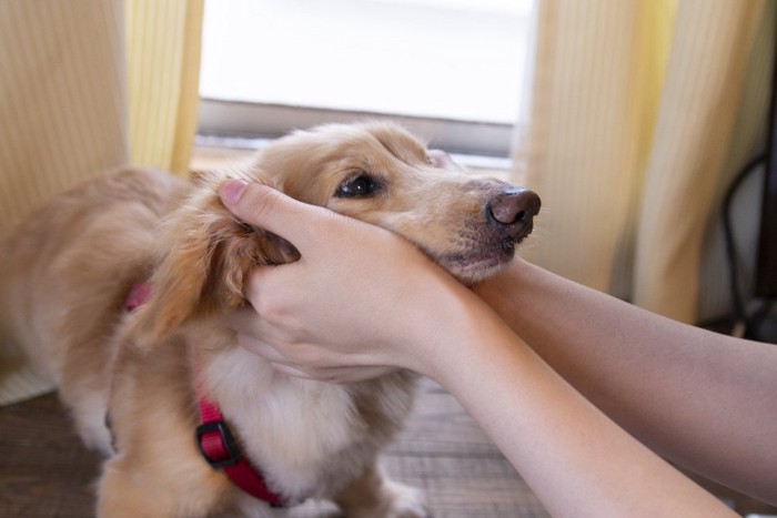 顔の下側をワシャワシャされる犬