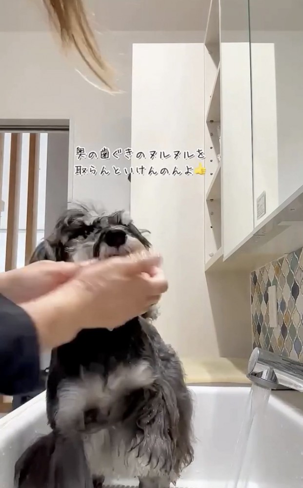 口を拭かれる犬