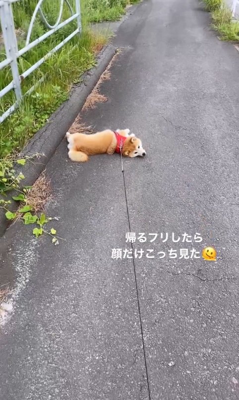 寝そべったままチラリ