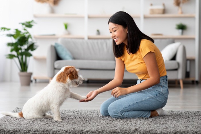 お手、ジャックラッセルテリア