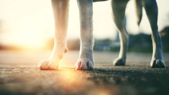 アスファルトの上に立つ犬の足