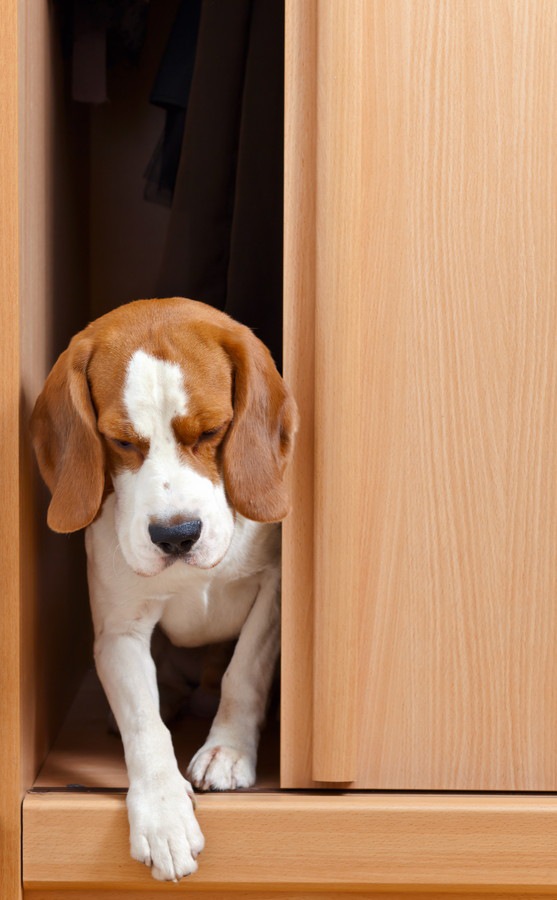 ドアの間にいる元気のない犬