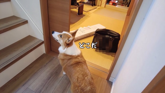 階段を見上げる犬