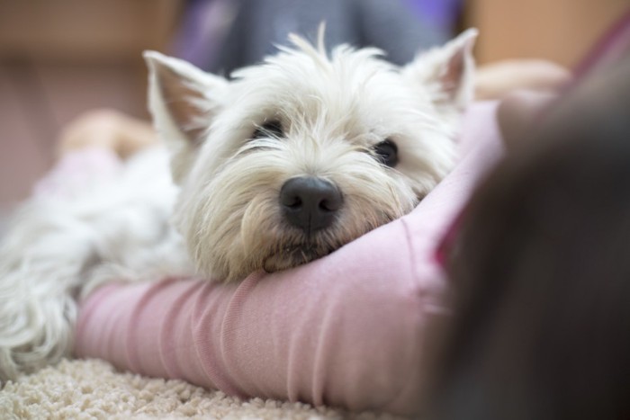 飼い主の腕で寝る犬