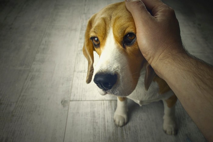 撫でる手と悲しい顔の犬