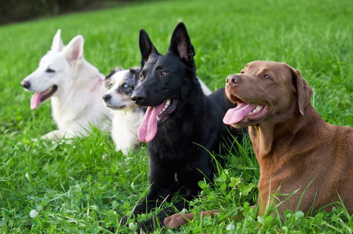 芝生に並んで伏せる犬たち