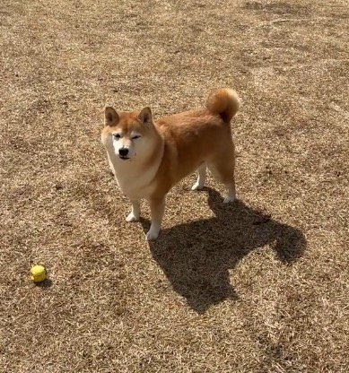 ボールを無視して飼い主を見つめる犬