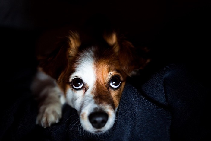 暗闇から浮かび上がる犬の顔