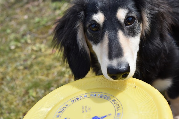 フリスビー犬