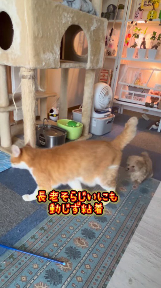 子犬から離れようとする老猫