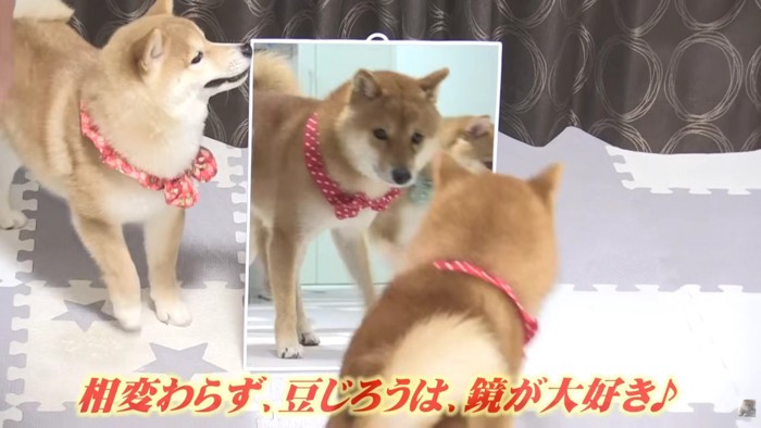 鏡が大好きな豆じろうくん