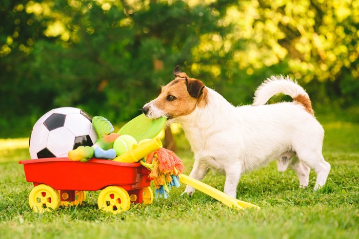 かごからおもちゃを取り出す犬