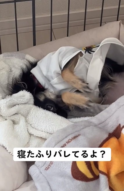 寝たふりするちまきちゃん