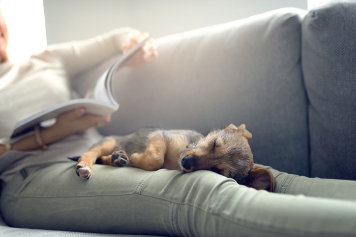 飼い主の足で眠る子犬