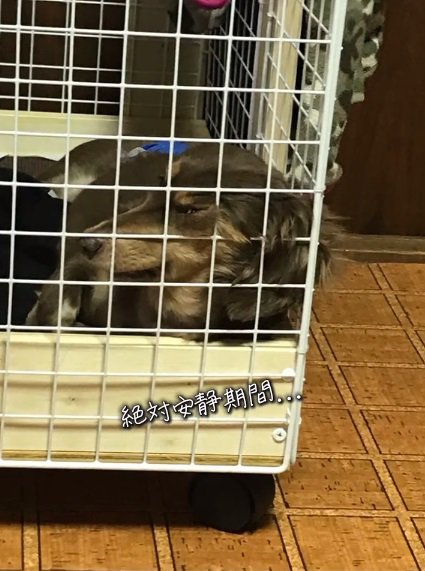 安静期間のワンコ