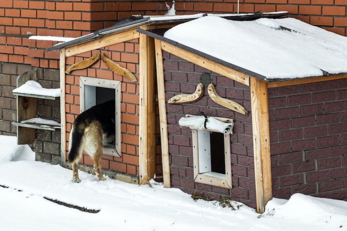 屋外に置かれた犬小屋に入っていく犬のお尻