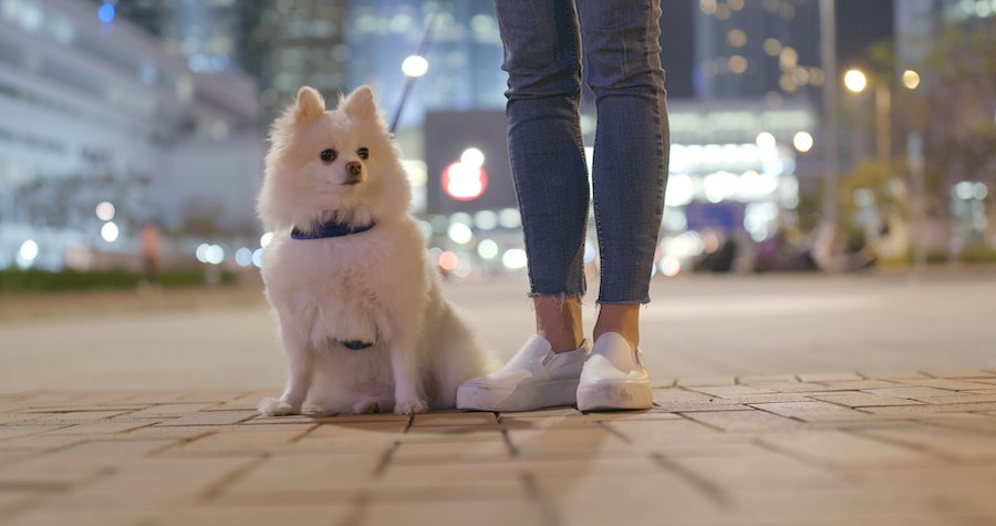 散歩中に女性の足元に座るポメラニアン