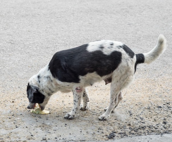 吐く犬