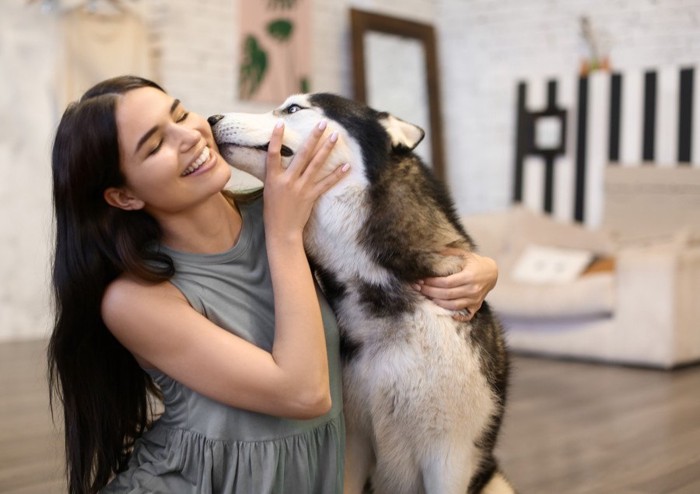 女性を舐めるハスキー犬