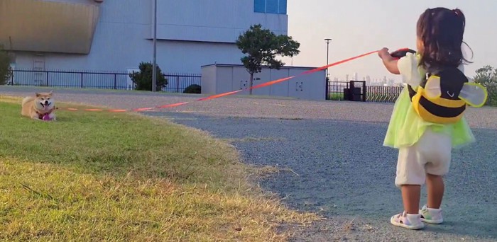 犬の散歩に挑戦！