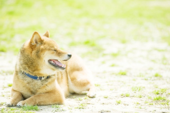 ひなたぼっこをする柴犬