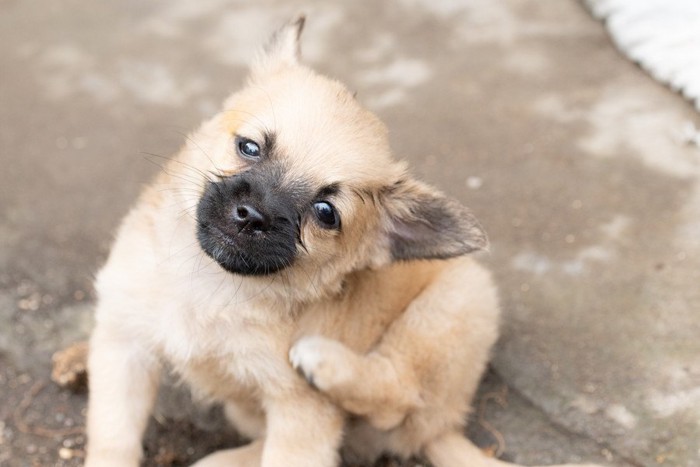 後ろ足でかく犬