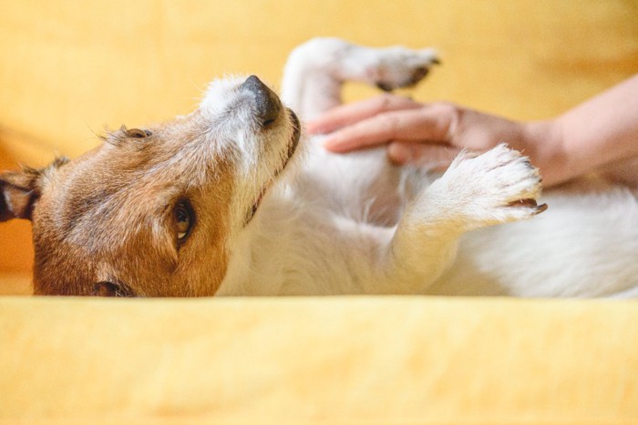 お腹を撫でてもらう犬