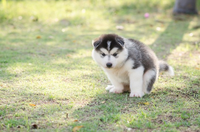 芝生でトイレ中の子犬