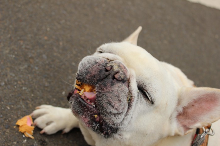 犬がゲップのイメージ写真