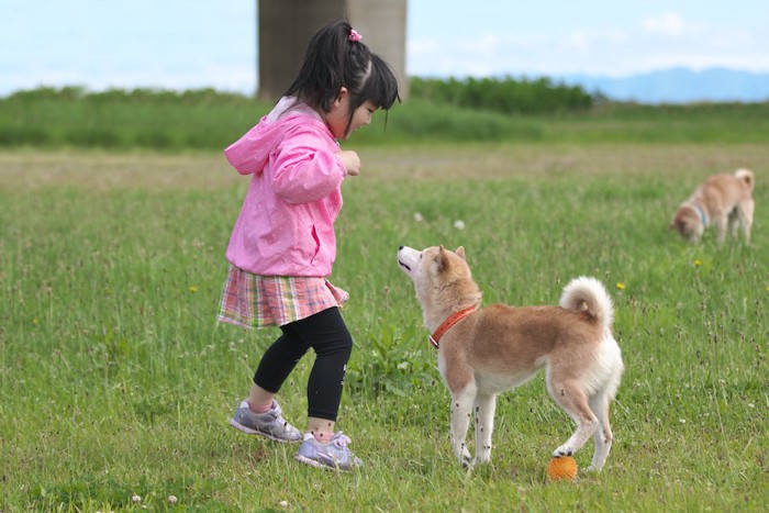 ピンクの服の女の子に近寄る柴犬