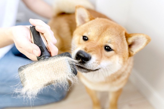 ブラッシング柴犬