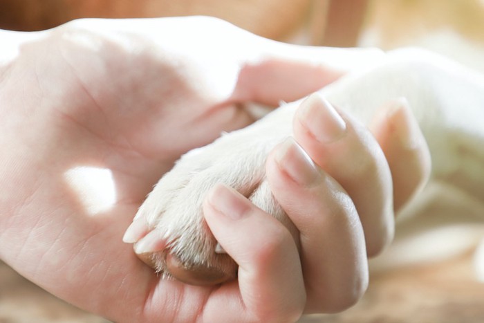 犬の足を握る人の手