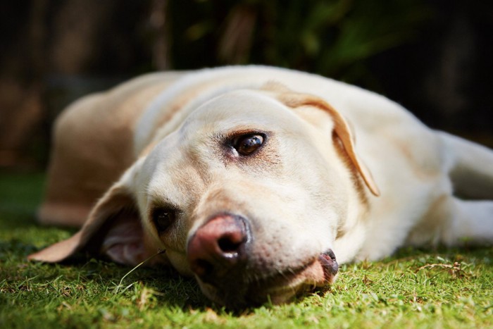 悲しそうに寝そべる犬