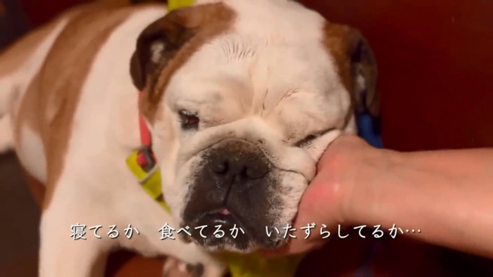 撫でられるまめちゃん