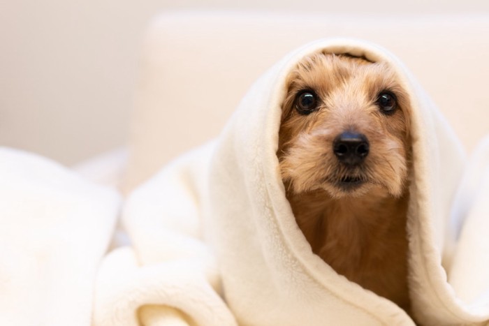 毛布を被る犬