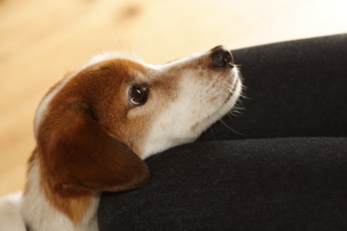 膝に顎を乗せる犬