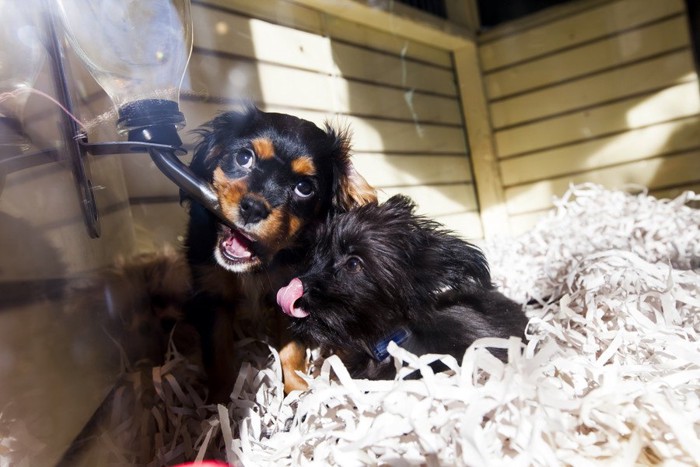 ペットショップで売られている2頭の子犬