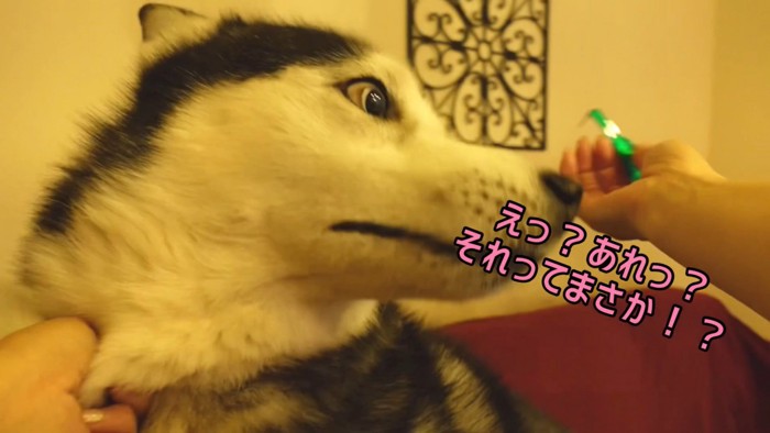 急にあたふたするエイトくん