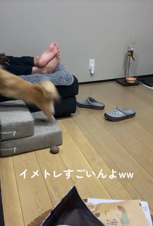 段差を登ろうとするのんちゃん8